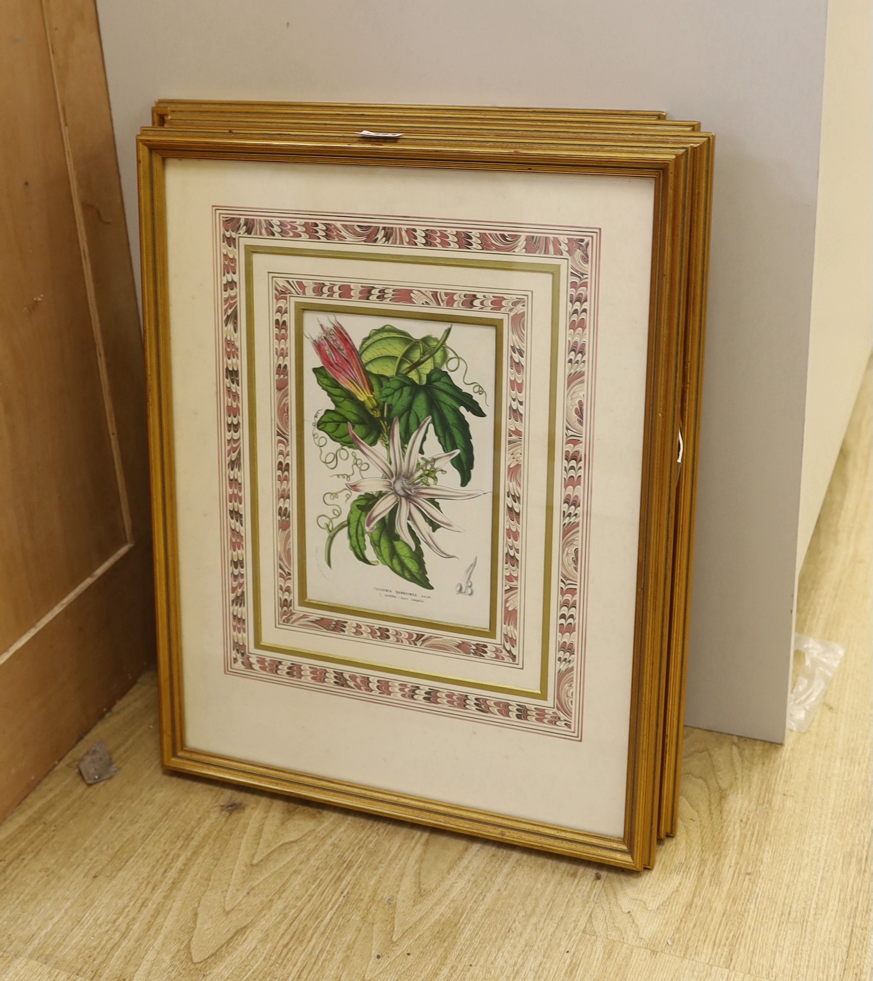 A set of four Victorian hand coloured lithographs of exotic garden flowers, 23 x 15cm